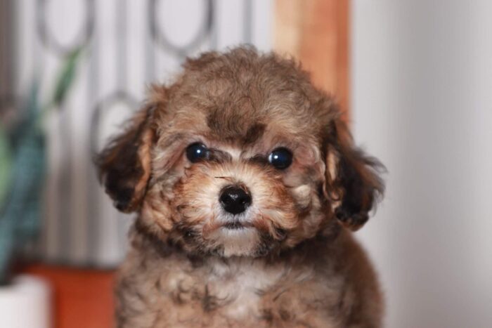 Jewel- Bright Little ICA Female TOY Poodle - Image 2