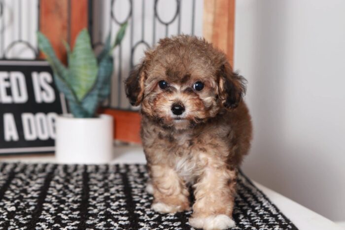 Jewel- Bright Little ICA Female TOY Poodle - Image 3