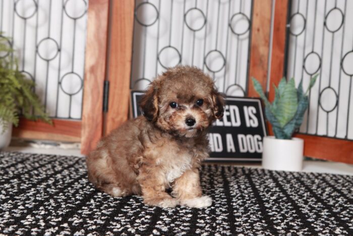 Jewel- Bright Little ICA Female TOY Poodle - Image 4