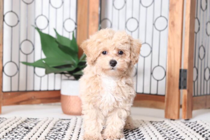 Jim - Fun Little F1B Poochon Male Puppy