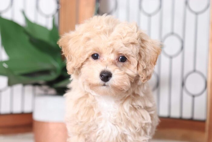 Jim - Fun Little F1B Poochon Male Puppy - Image 2