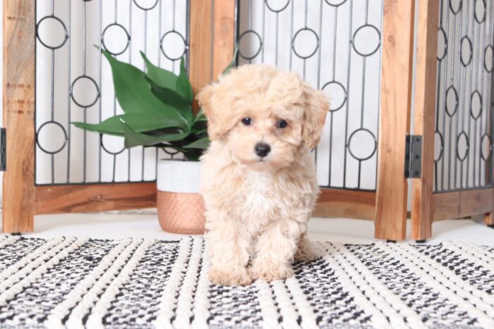Jim - Fun Little F1B Poochon Male Puppy - Image 3