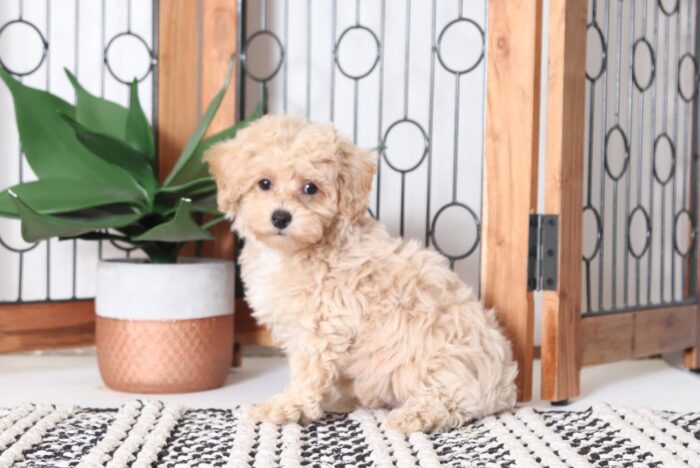 Jim - Fun Little F1B Poochon Male Puppy - Image 4