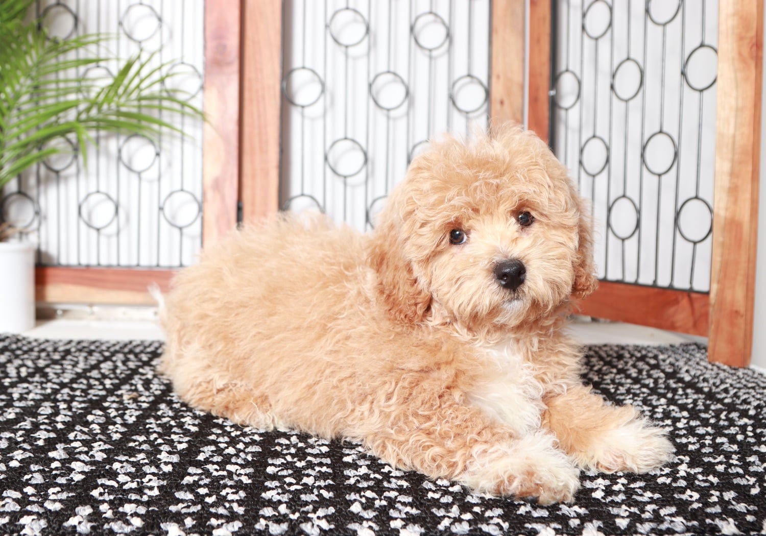 Jimmy - Wonderful Little Male F1B Shih-Poo Puppy - Image 3