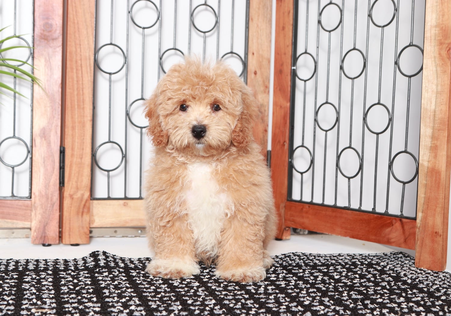 Jimmy - Wonderful Little Male F1B Shih-Poo Puppy - Image 4