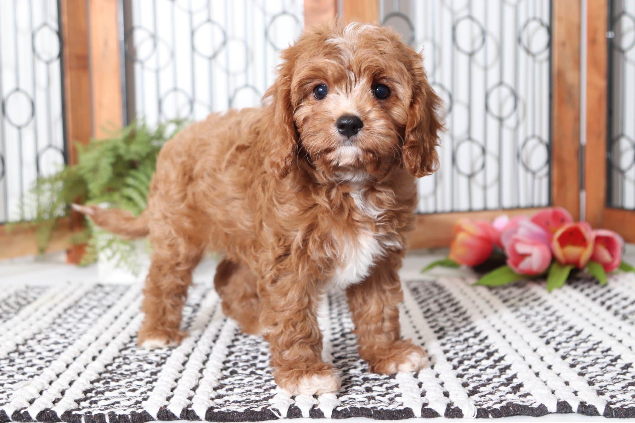 Jinx - Awesome (Red) Male Cavapoo Puppy - Image 2