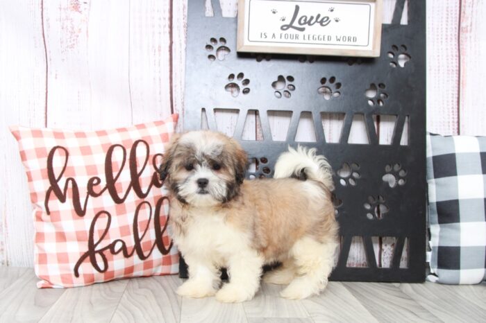 Jisoo - Cuddly Male Malshi Puppy