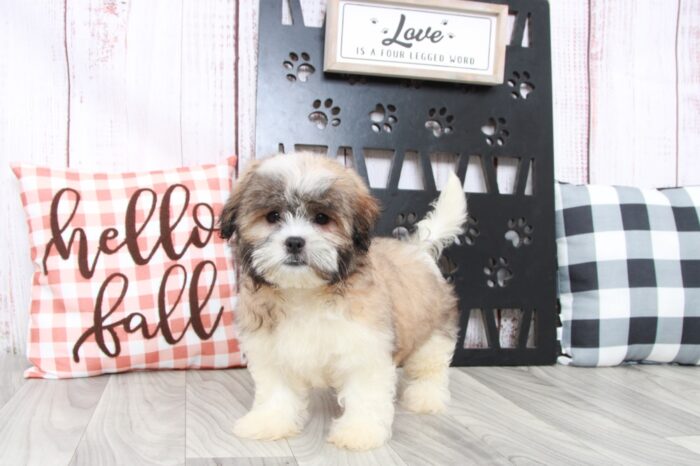 Jisoo - Cuddly Male Malshi Puppy - Image 2