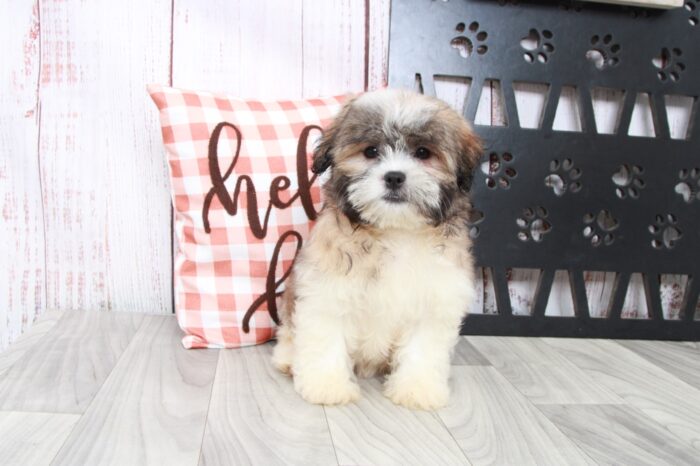 Jisoo - Cuddly Male Malshi Puppy - Image 5
