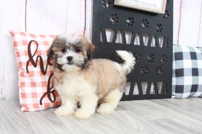 Jisoo - Cuddly Male Malshi Puppy - Image 4