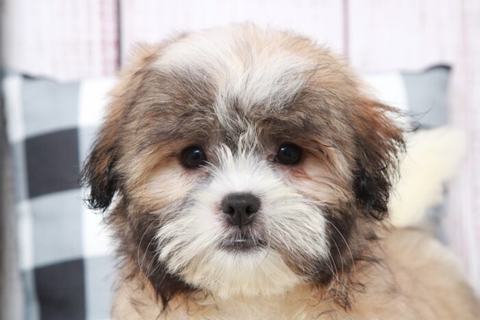 Jisoo - Cuddly Male Malshi Puppy - Image 3