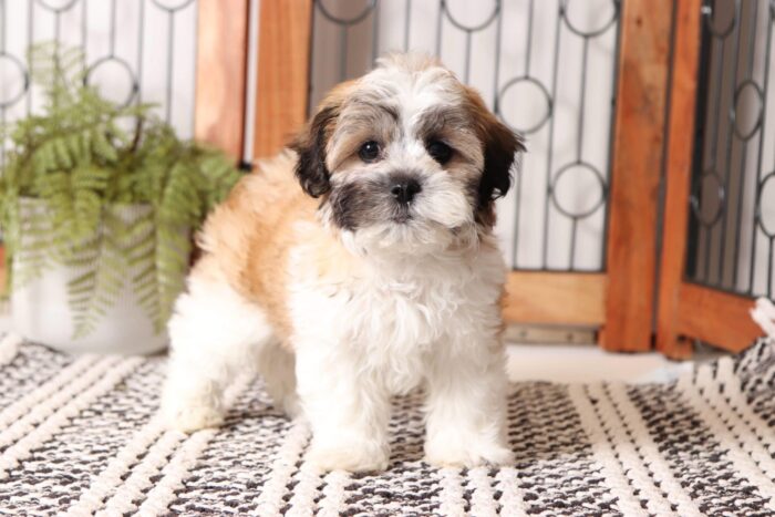 Joel - Cute Male Teddy Bear Puppy