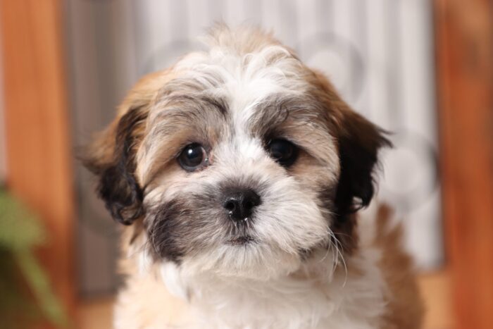 Joel - Cute Male Teddy Bear Puppy - Image 2