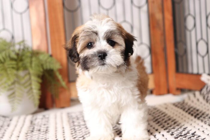 Joel - Cute Male Teddy Bear Puppy - Image 3