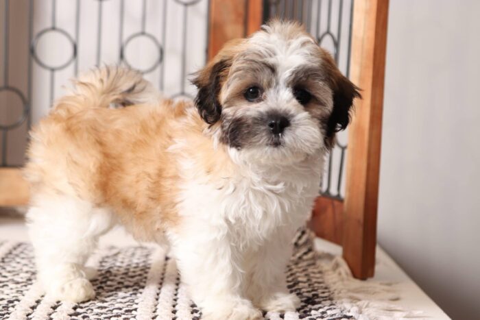 Joel - Cute Male Teddy Bear Puppy - Image 4