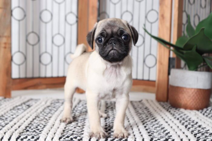 Joey - Loving Little AKC Male Pug