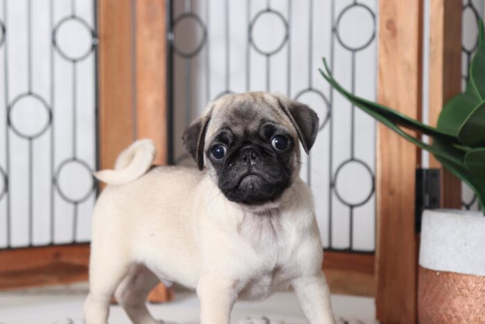 Joey - Loving Little AKC Male Pug - Image 2