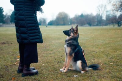 Woman teaching dog