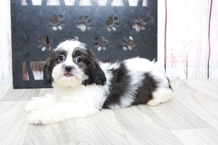 JoJo - Happy Female Teddy Bear Puppy