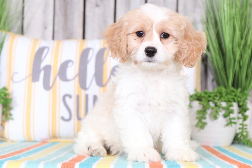 Jojo - Adorable Female Cavachon Puppy