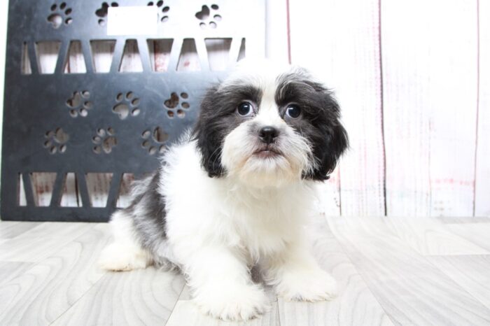 JoJo - Happy Female Teddy Bear Puppy - Image 2