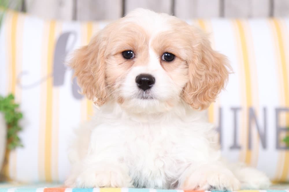 Jojo - Adorable Female Cavachon Puppy - Image 2