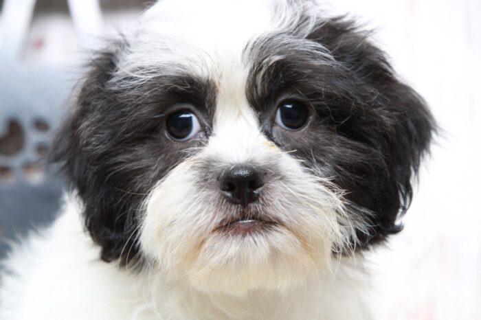 JoJo - Happy Female Teddy Bear Puppy - Image 5