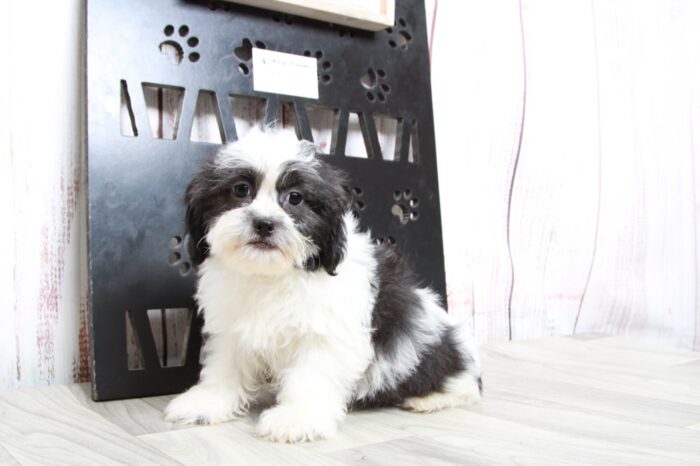 JoJo - Happy Female Teddy Bear Puppy - Image 4