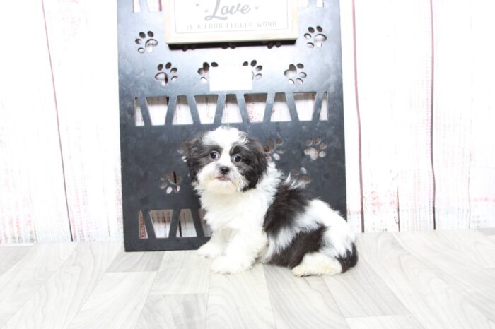 JoJo - Happy Female Teddy Bear Puppy - Image 3