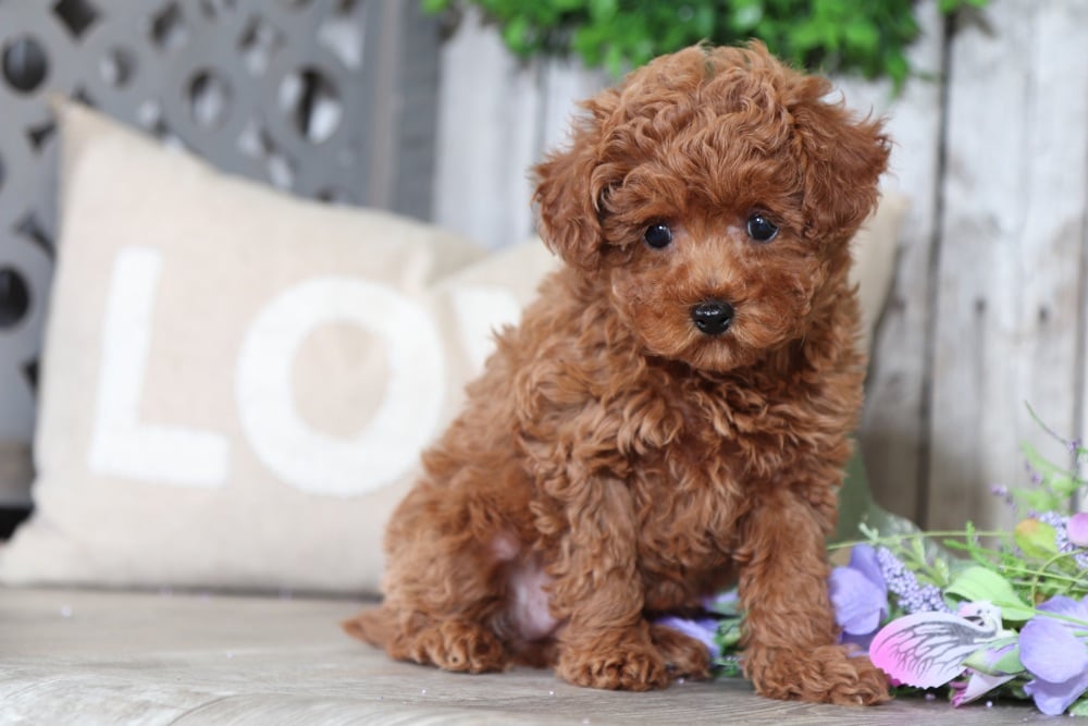 female toy poodle