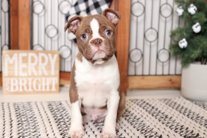 Jonah- Precious Little Male ACA Seal/White Boston Terrier Puppy