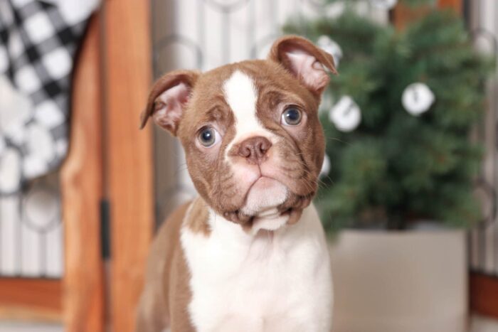 Jonah- Precious Little Male ACA Seal/White Boston Terrier Puppy - Image 2