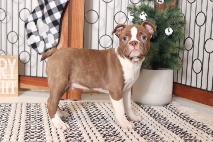 Jonah- Precious Little Male ACA Seal/White Boston Terrier Puppy - Image 3