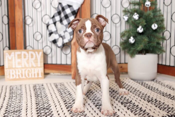 Jonah- Precious Little Male ACA Seal/White Boston Terrier Puppy - Image 4