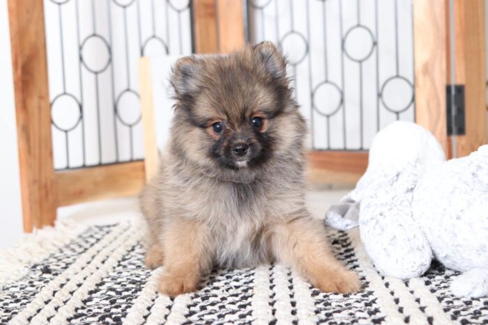Jones - Spunky Male Pomeranian Puppy