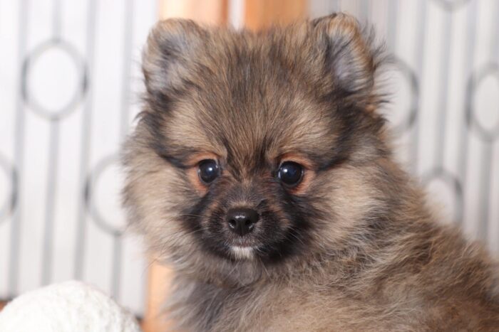 Jones - Spunky Male Pomeranian Puppy - Image 2