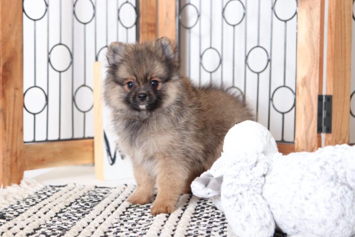 Jones - Spunky Male Pomeranian Puppy - Image 3