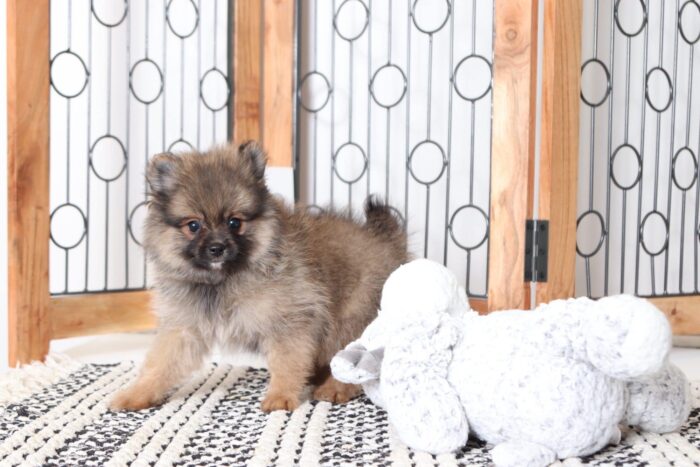 Jones - Spunky Male Pomeranian Puppy - Image 4