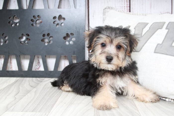 Jordan- Clever Male Yochon Puppy