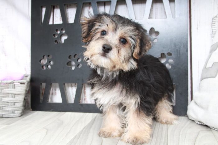 Jordan- Clever Male Yochon Puppy - Image 2