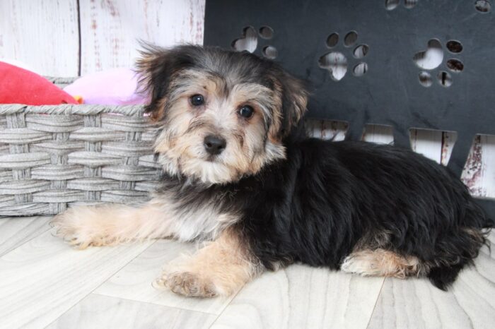 Jordan- Clever Male Yochon Puppy - Image 4