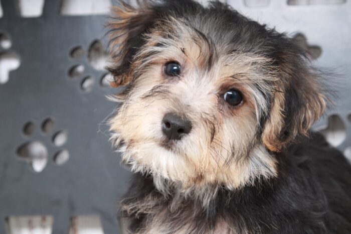 Jordan- Clever Male Yochon Puppy - Image 3