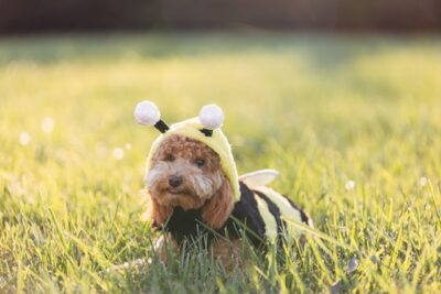Maltipoo wearing a bee costume