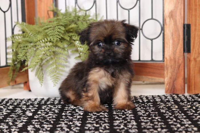 Joy- Tiny Female Shorkie Puppy
