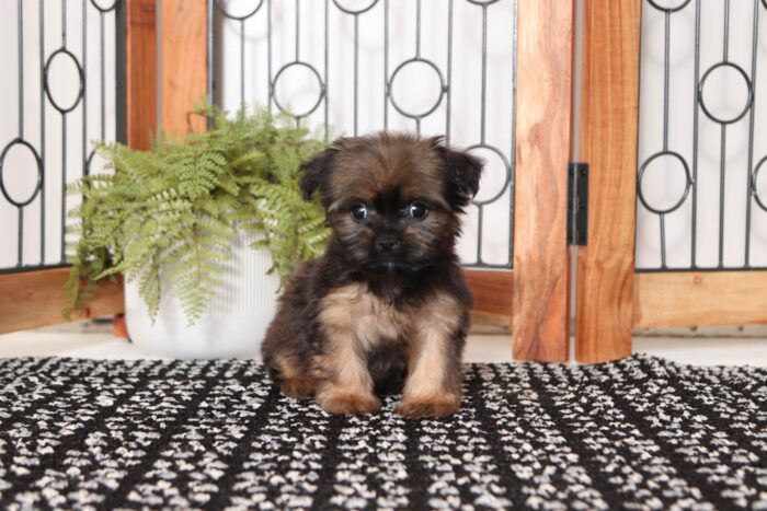 Joy- Tiny Female Shorkie Puppy - Image 3