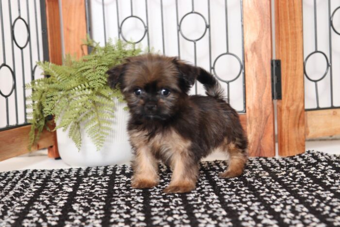 Joy- Tiny Female Shorkie Puppy - Image 4
