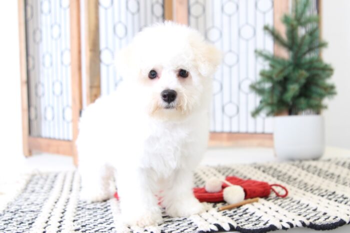 Joy- Happy Little AKC Female Bichon Puppy