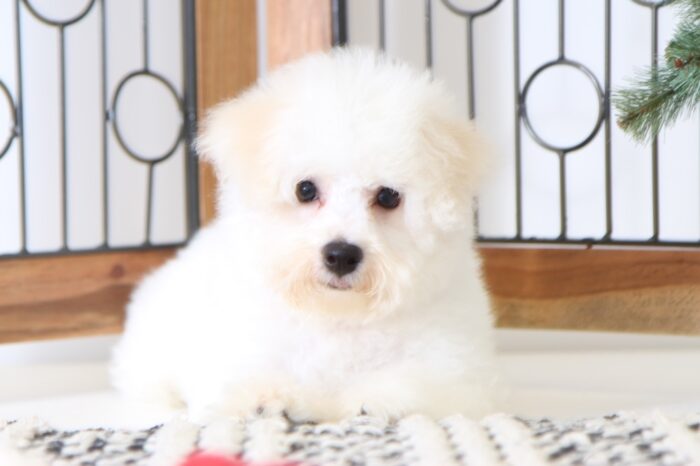 Joy- Happy Little AKC Female Bichon Puppy - Image 2