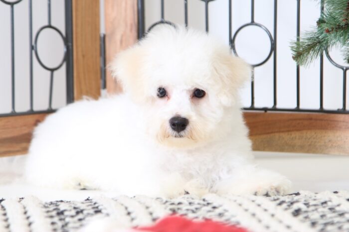 Joy- Happy Little AKC Female Bichon Puppy - Image 4
