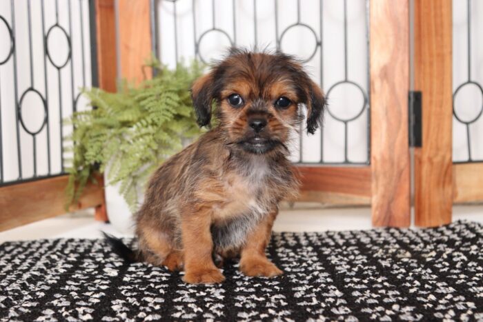 Julia- Wonderful Little Female Shorkie Puppy